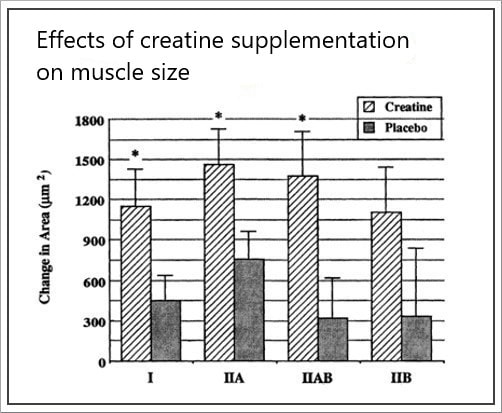 Muscle Building Benefits Of Creatine