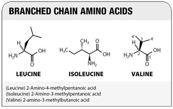 amino acids and BCAAs