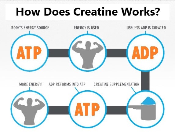 How does creatine supplements works