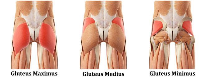 The Anatomy of Glutes